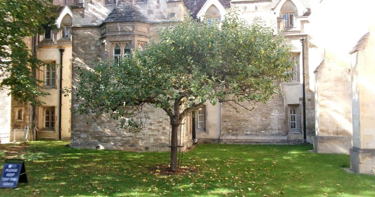 Newton’s Apple Tree Cambridge